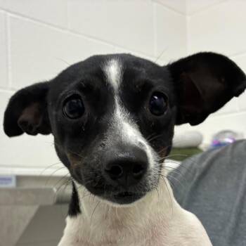 Bellalina -  Chihuahua and Mixed Breed Dog for Adoption in Corpus Christi, Texas - Bellalina | PetCurious