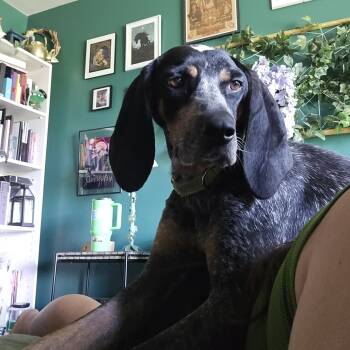 Rescue Hound Dogs for Adoption in Harrisonburg, Virginia - Angela | PetCurious