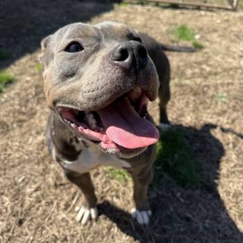 American Bully Dogs Available for Adoption in Woodbridge, Connecticut - Brook | PetCurious