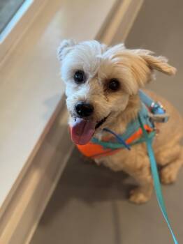 Rescue Chinese Crested Dog Dogs for Adoption in Houston, Texas - Elton John | PetCurious