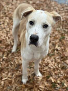 Rescue Pit Bull Terrier and Mixed Breed Dogs for Adoption in Knoxville, Tennessee - Milk | PetCurious