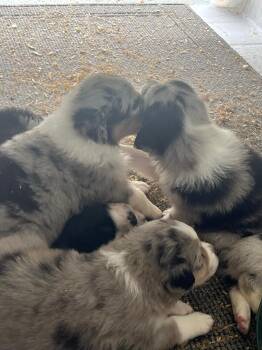 Puppy -  Australian Shepherd Dog for Sale in Kaneohe, Hawaii - Puppy | PetCurious