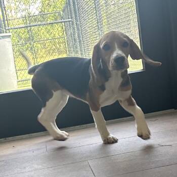 0247 -  Beagle Dog for Adoption in Loxahatchee Groves, Florida - 0247 | PetCurious