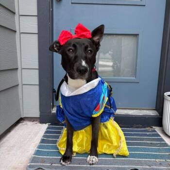 Reyna -  Shepherd Dog for Adoption in Martinez, California - Reyna | PetCurious
