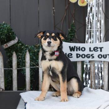 Shepherd Dogs Available for Adoption - Knight | PetCurious