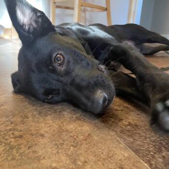 Consuela D70655 -  Labrador Retriever and Mixed Breed Dog for Adoption in Minnetonka, Minnesota - Consuela D70655 | PetCurious