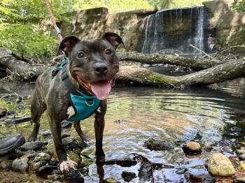 Birdie -  Pit Bull Terrier Dog for Adoption in Port Washington, New York - Birdie | PetCurious