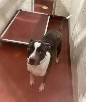 Rescue Pit Bull Terrier Dogs for Adoption in Marietta, Georgia - Exso (832) | PetCurious