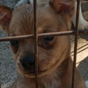 Rescue Chihuahua Dogs for Adoption in Austin, Texas - Grapevine | PetCurious