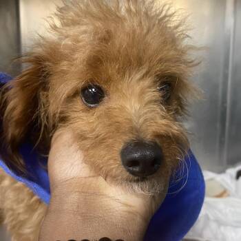 Bijou -  Poodle and Mixed Breed Dog for Adoption in Philadelphia, Pennsylvania - Bijou | PetCurious