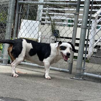 Snoopy: AIR-Stray-13763 -  Cardigan Welsh Corgi and Mixed Breed Dog for Adoption in Keaau, Hawaii - Snoopy: AIR-Stray-13763 | PetCurious