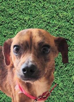 Mixed Breed Dogs Available for Adoption in Rowland Heights, California - SALLY | PetCurious