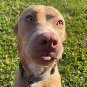 Labrador Retriever and Mixed Breed Dogs Available for Adoption in Rock Falls, Illinois - Colt | PetCurious