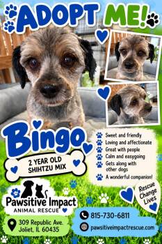 Bingo -  Shih Tzu and Lhasa Apso Dog for Adoption in Shorewood, Illinois - Bingo | PetCurious