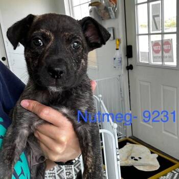 Nutmeg -  Mixed Breed Dog for Adoption in Tacoma, Washington - Nutmeg | PetCurious