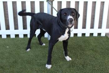 Rescue Labrador Retriever and Mixed Breed Dogs for Adoption in Modesto, California - CHICO | PetCurious