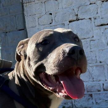 Dutch -  Mixed Breed Dog for Adoption in Philadelphia, Pennsylvania - Dutch | PetCurious