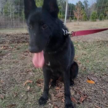 German Shepherd Dog Dogs Available for Adoption - Malo | PetCurious