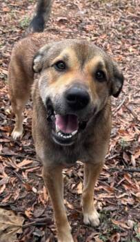 Rescue Shepherd and Mixed Breed Dogs for Adoption in Longview, Texas - Tom Ali | PetCurious