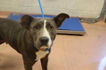 Rescue Mixed Breed Dogs for Adoption in Columbia, South Carolina - ARIEL | PetCurious