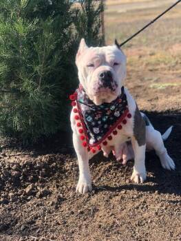 Rescue Pit Bull Terrier Dogs for Adoption in Lubbock, Texas - Flossy | PetCurious