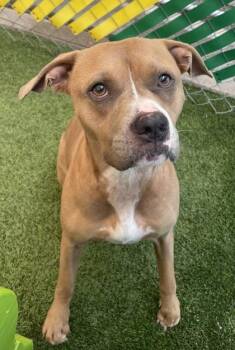 Roxy -  Boxer and Mixed Breed Dog for Adoption in Fort Worth, Texas - Roxy | PetCurious