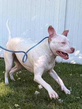 Moo -  Hound and Mixed Breed Dog for Adoption in Fall River, Massachusetts - Moo | PetCurious