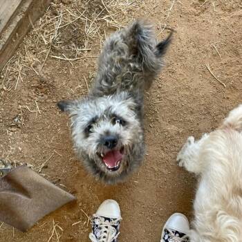 Jake -  Brussels Griffon Dog for Adoption in Greenville, South Carolina - Jake | PetCurious