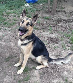 German Shepherd Dog Dogs Available for Adoption in Watertown, Connecticut - Zeus  | PetCurious