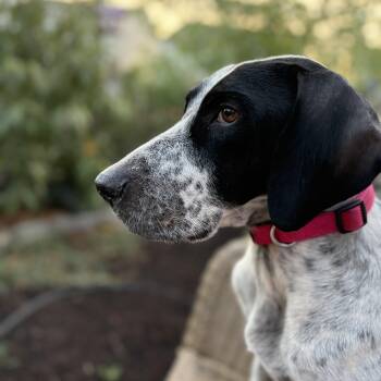 Rescue Coonhound Dogs for Adoption in Columbia, South Carolina - Ladybird | PetCurious