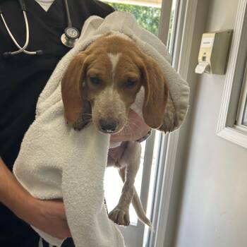 Reeses -  Beagle and Mixed Breed Dog for Adoption in Starkville, Mississippi - Reeses | PetCurious