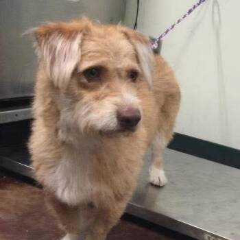 Border Terrier Dogs Available for Adoption - Woodstock | PetCurious