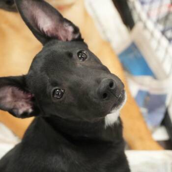 Sophie AL -  Basenji and Mixed Breed Dog for Adoption in Austin, Texas - Sophie AL | PetCurious