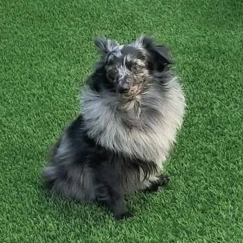 Benny -  Pomeranian Dog for Adoption in Tacoma, Washington - Benny | PetCurious