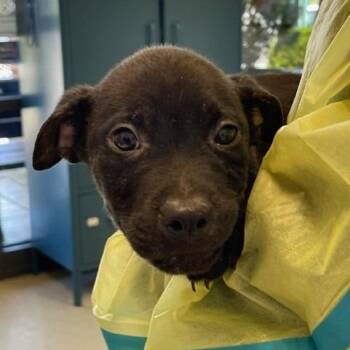 Tamale -  Pit Bull Terrier and Labrador Retriever Dog for Adoption in Nashville, Tennessee - Tamale | PetCurious