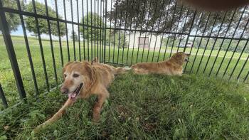 Addy and Faye -  Golden Retriever Dog for Adoption in Alliance, Ohio - Addy And Faye | PetCurious