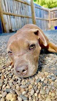 Lucy -  Mixed Breed Dog for Adoption in Oxford, Michigan - Lucy | PetCurious