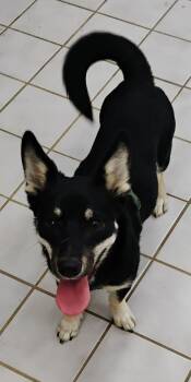 PEPPER -  Husky Dog for Adoption in Saint Jo, Texas - PEPPER | PetCurious