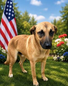 Black Mouth Cur Dogs Available for Adoption in Klein, Texas - Blue | PetCurious