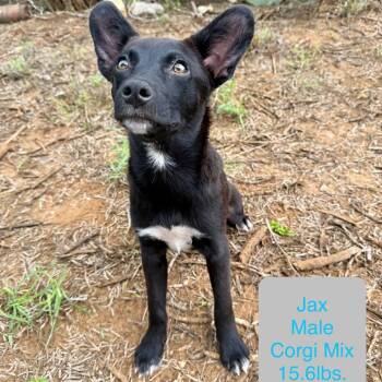 Jax -  Cardigan Welsh Corgi and Mixed Breed Dog for Adoption in Chaska, Minnesota - Jax | PetCurious