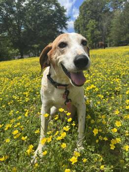 Rescue Coonhound Dogs for Adoption in Charlotte, North Carolina - Dixie Chick | PetCurious