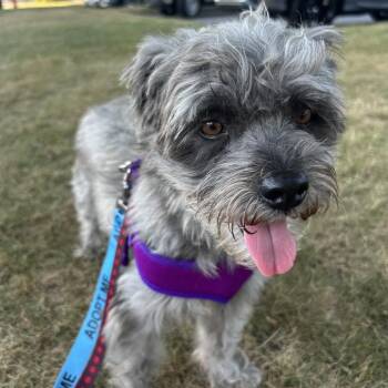 Echo -  Schnauzer Dog for Adoption in Groveland, Massachusetts - Echo | PetCurious