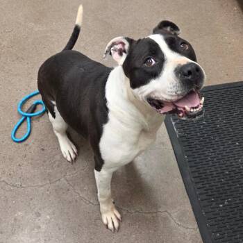 Chance -  Terrier and Mixed Breed Dog for Adoption in Chattanooga, Tennessee - Chance | PetCurious
