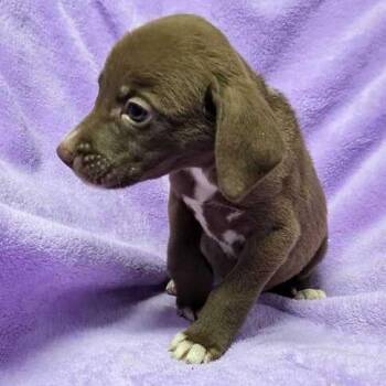 Mithu -  Labrador Retriever and Husky Dog for Adoption in Carencro, Louisiana - Mithu | PetCurious