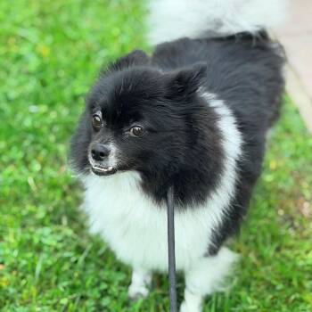 Chica -  Pomeranian Dog for Adoption in Newark, New Jersey - Chica | PetCurious