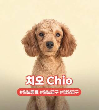 CHIO -  Poodle Dog for Adoption in Agoura Hills, California - CHIO | PetCurious