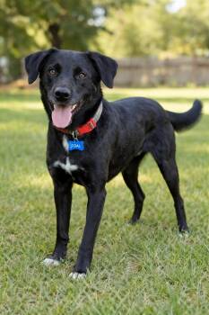 Black Labrador Retriever Dogs Available for Adoption - Coal | PetCurious