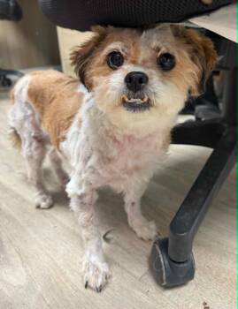 Pickle -  Shih Tzu Dog for Adoption in Marion, Ohio - Pickle | PetCurious