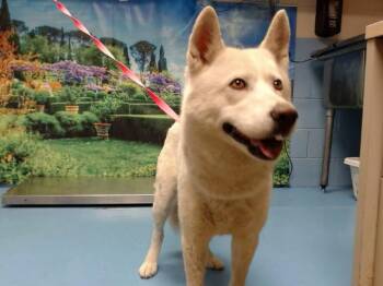 DAKOTA -  Siberian Husky Dog for Adoption in Moreno Valley, California - DAKOTA | PetCurious