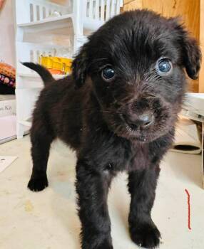 Pretzel -  Terrier and Labrador Retriever Dog for Adoption in Cloquet, Minnesota - Pretzel | PetCurious
